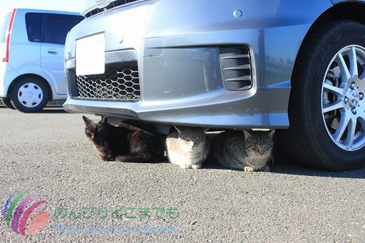  エンジンの熱で暖を取る猫たち