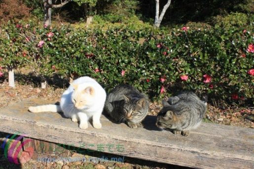僅か桐垣展望台の１００ｍ手前辺りにいる猫ちゃん達