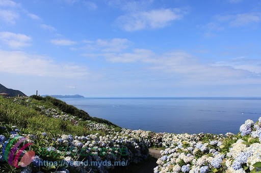 八月でもアジサイが咲く竜飛岬
