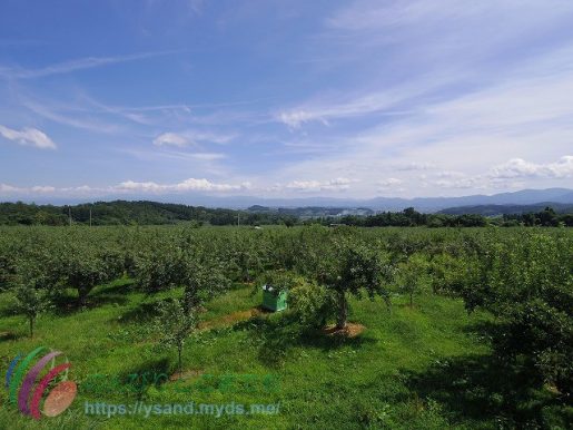 津軽のりんご畑の風景