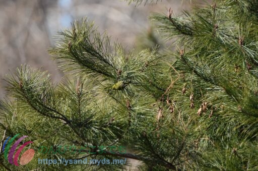 メジロ　松の穂先をついばむ