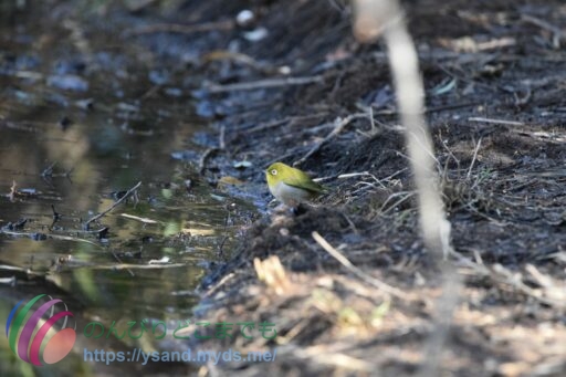 メジロ　カワイイのですが、こちらちょっとピンボケ、残念