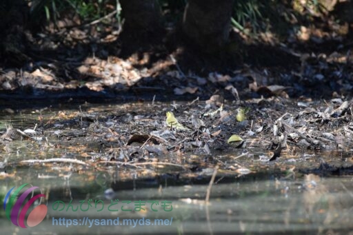 マヒワ　綺麗な色ですね。