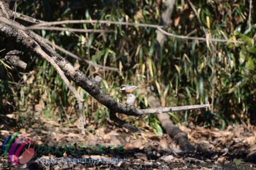ヤマガラ　小さくてカワイイです。