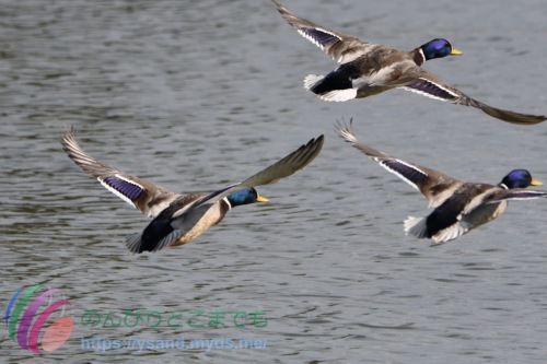 DSC_2024_0101_0972_4679