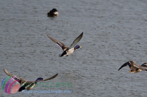 DSC_2024_0101_0996_4681