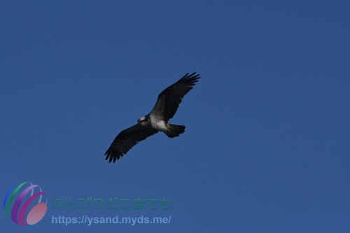DSC_2024_0101_1196_4698