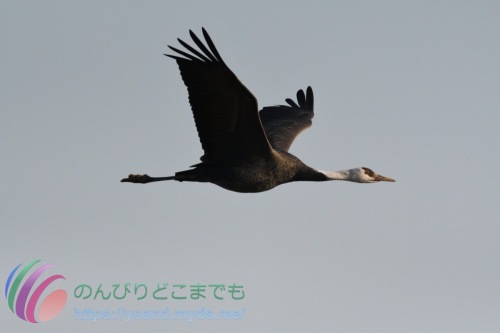 DSC_2024_0102_3124_4773