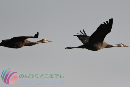 DSC_2024_0102_3133_4775